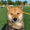 shibainu_kyzerlife