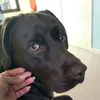 zuscemitoojille