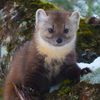 mallowmarten