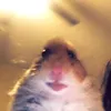 sized_karma856