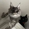 violetmaze_paw_squad