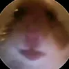 durianseed0