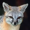 lunaroracle_uwu