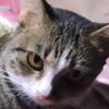 orphancat0