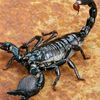 scorpio11141987
