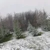 jealov_sie0