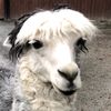 rio_wochdemy