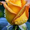 emalidawood
