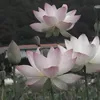cinnamongirl00090