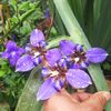 patriciacorrea5472