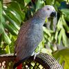 greyparrotrambo