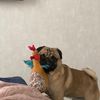 teo.pug