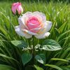 user3094962211329