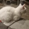 fleischklopsfleischlops