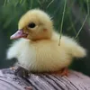 patolinoduck._