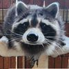 elchojin1