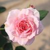 user1rbl6qmrq7