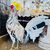 🐓 Granja Leonardo 🐓
