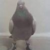 el_quevendelostamales