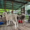 Shazwan Goat Farm