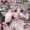 tomate_2380