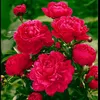 fleurdumatin95