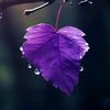 shwe.lin.htun6
