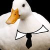 jhnducklab