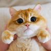 petlover