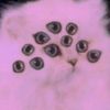 cryptidcat333