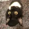 ultimodiva