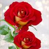ruma5445