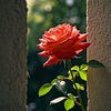 jomana.mohamed7583