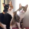 catsashmia