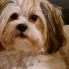 hundehunde123