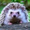 hedgie76
