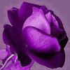 ensaf_66