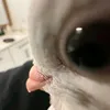 rad_lilia