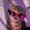 crazycat_dremaruse