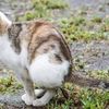 taikucing