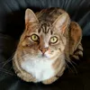 inkycapnip