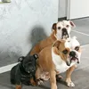 bulldogwaoloz