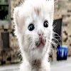 mioqoo