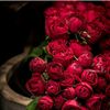 loutes6