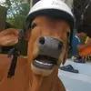 cheatdog1
