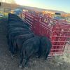 hnsfarms