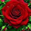 user7821714761594