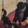 dc_rooster_lampung