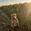 lucky.the.labrador820