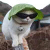 eimcatz